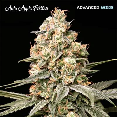 Apple Fritter