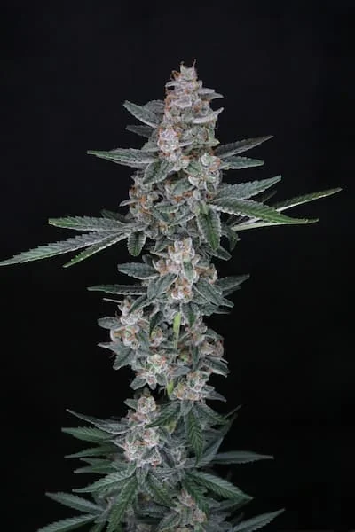 Tri Whip Kush
