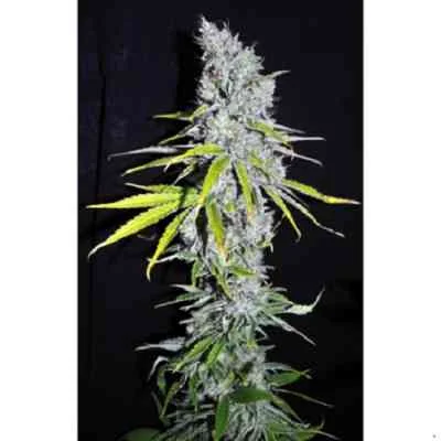 Cbd Skunk Haze