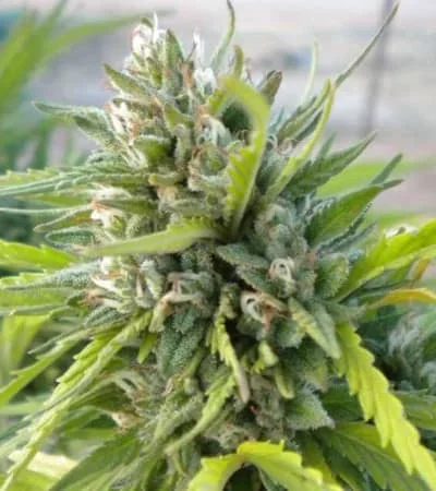 White Rhino
