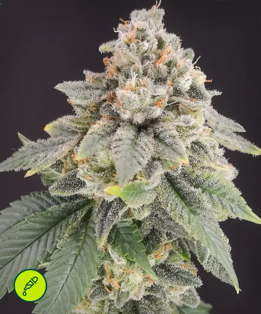 Bluehell Cbd