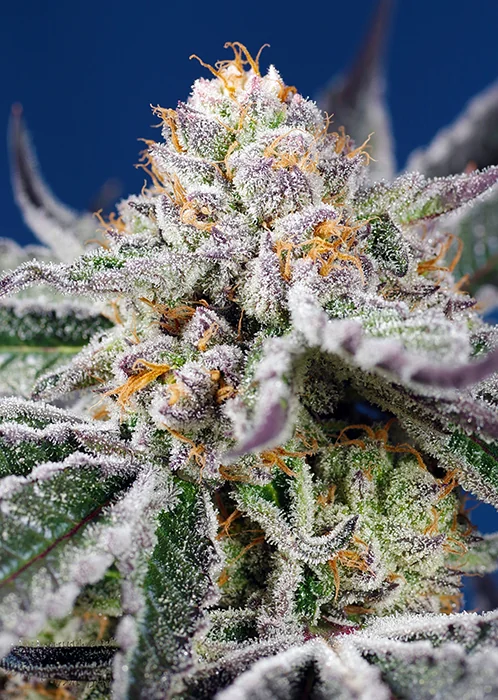 Orange Apricot Glue Xl