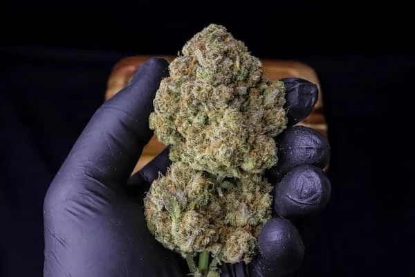 Strawberry Gorilla 2