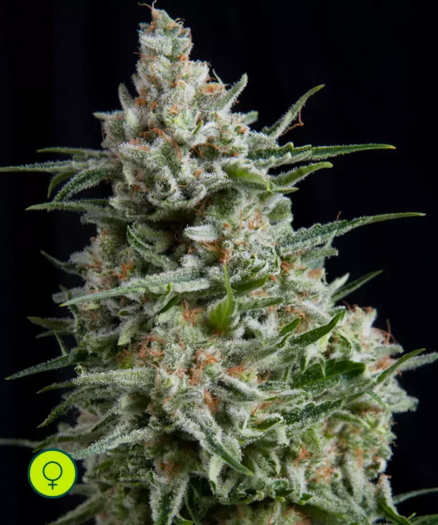 Anesthesia