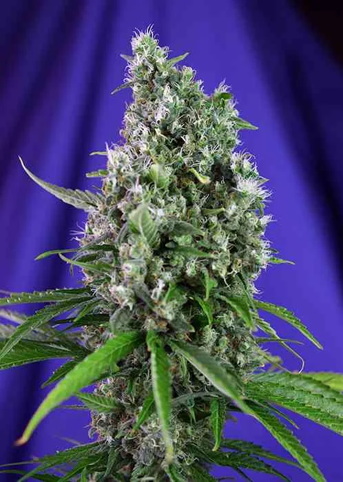 Sweet Trainwreck 2