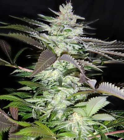 Black Jack 3