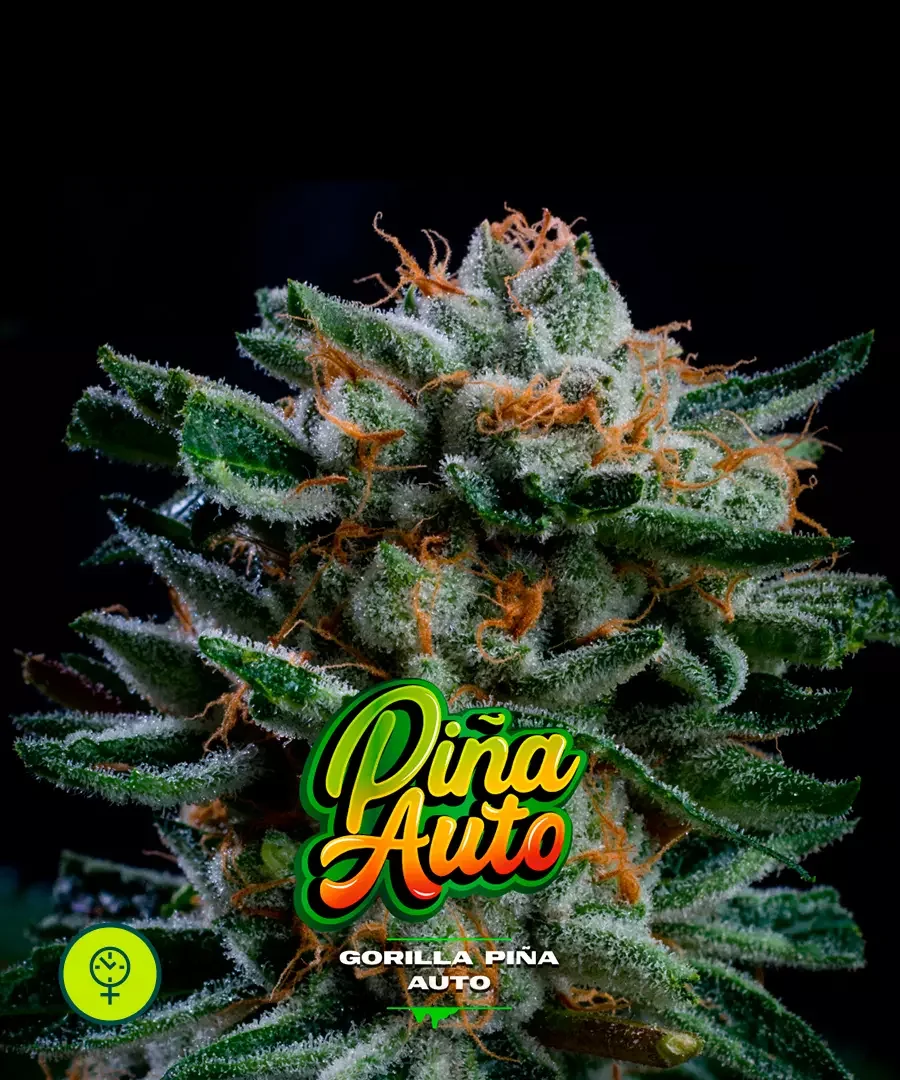 Gorilla Pina 3