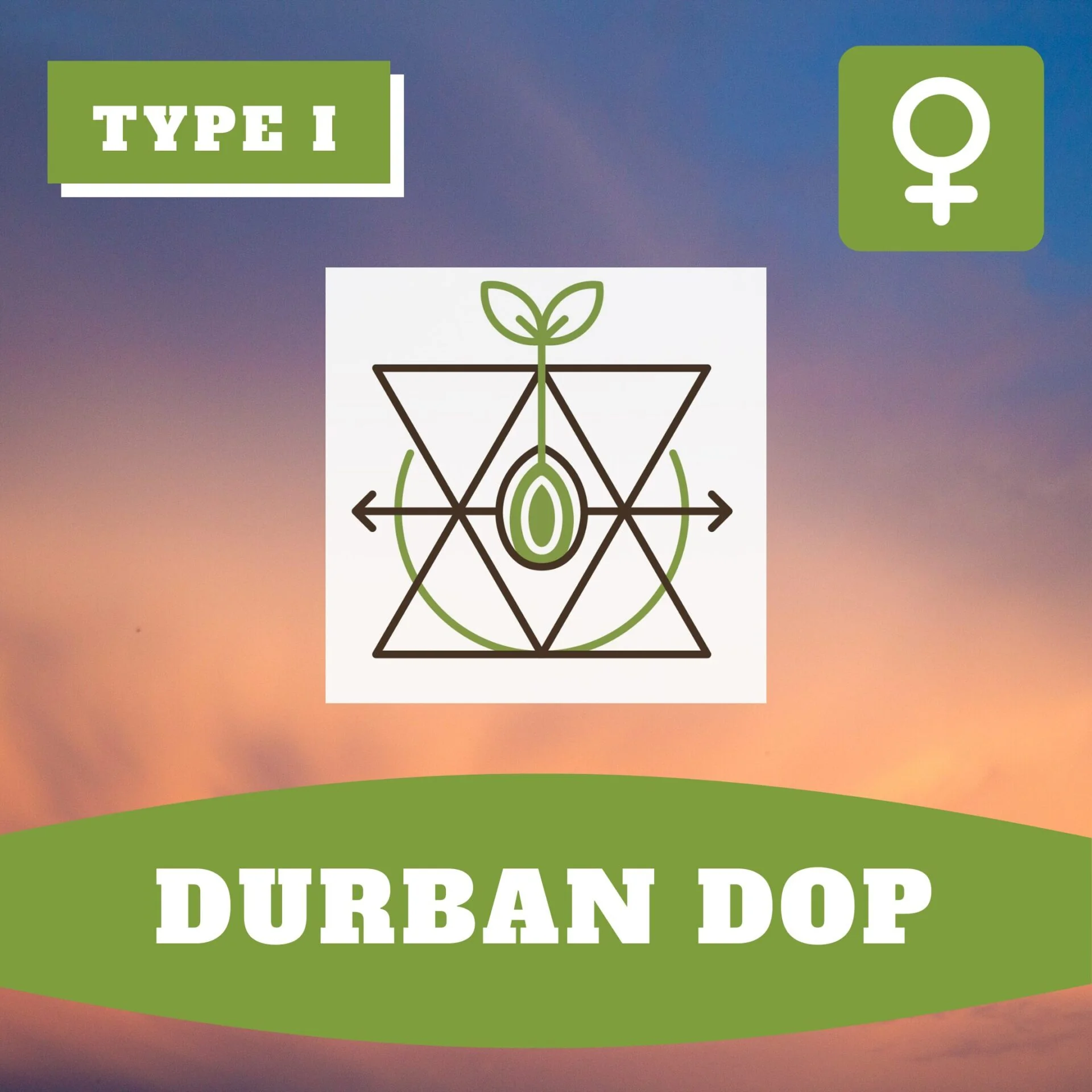 Durban Dop Thcv