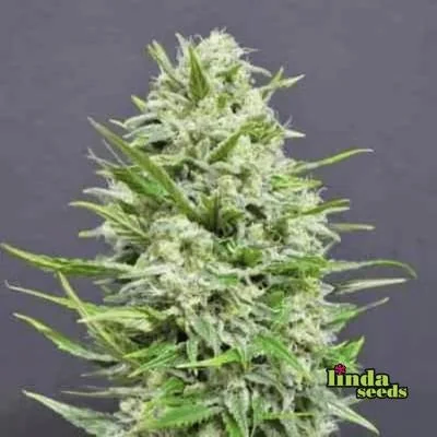 Ak 4