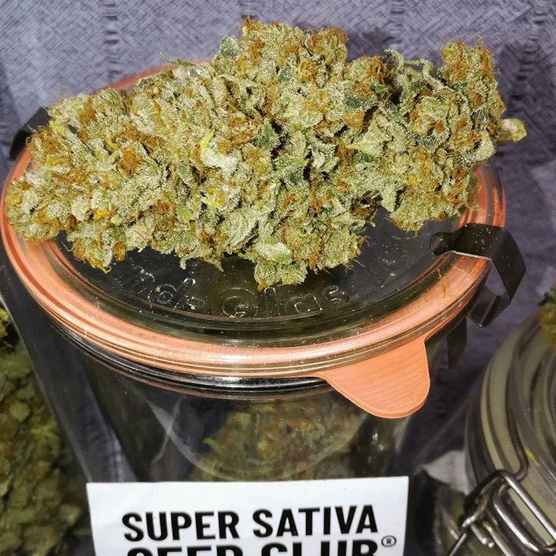 Sour Tangie Dawg 4