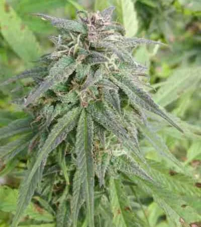 Blue Mystic 5