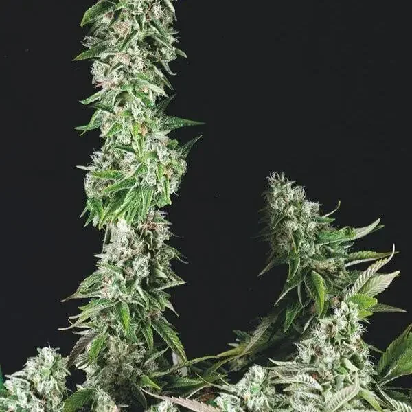 Og Kush