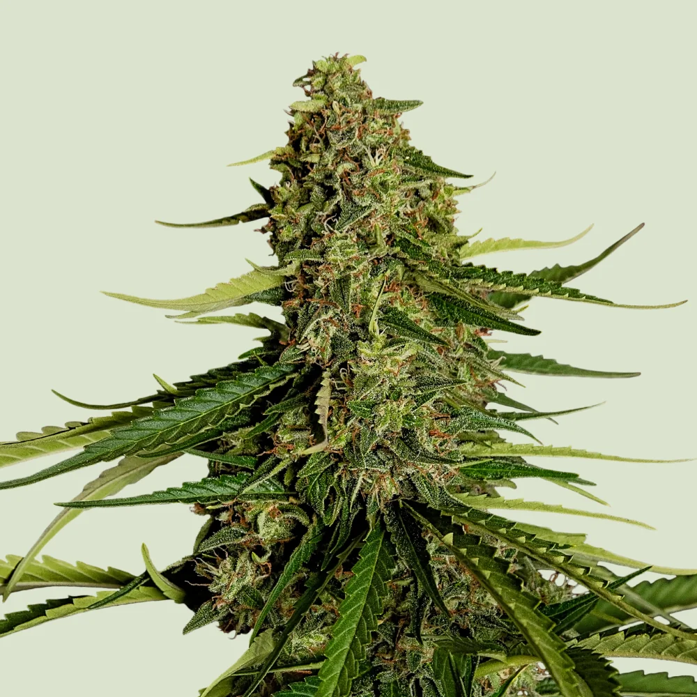 Gaia F1 3