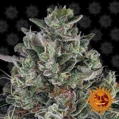 Bubblegum Gelato