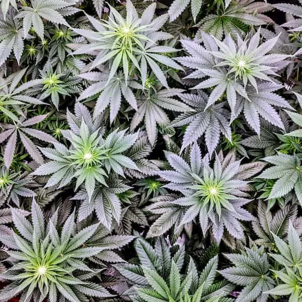 Garlic Cookies 4