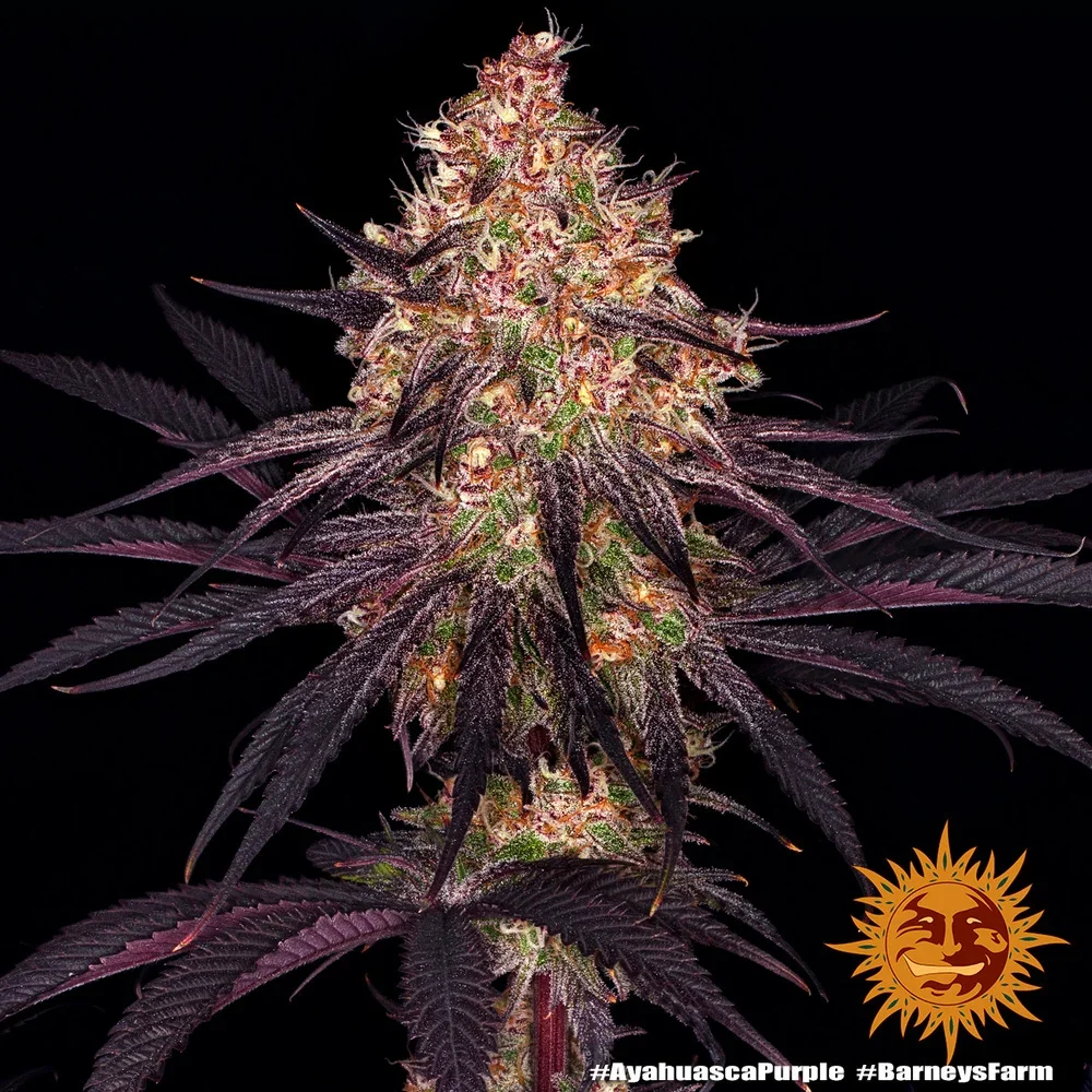 Ayahuasca Purple