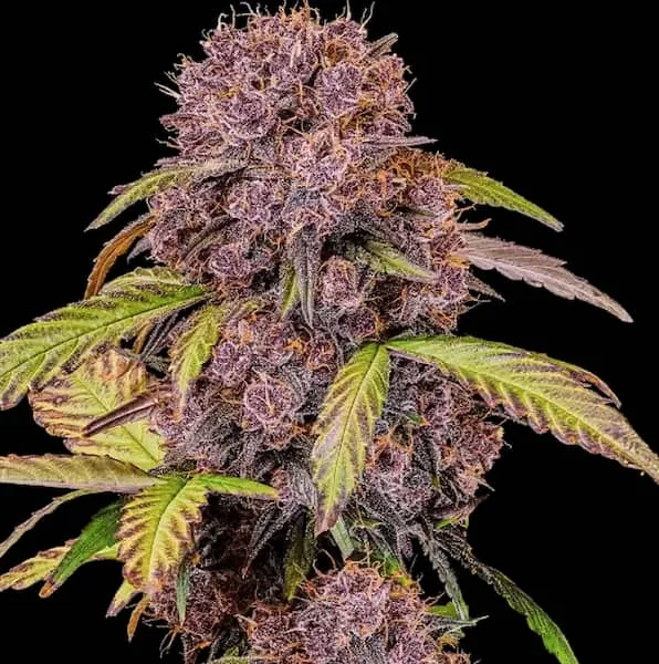 Lemon Cherry Cookies