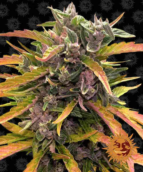 Gorilla Glue 3