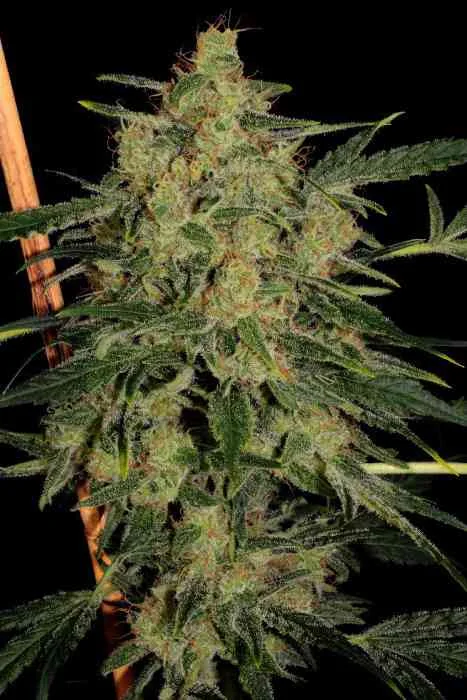 Nebula Ii Cbd 3