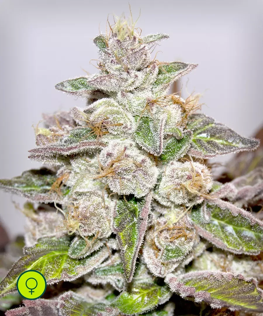 Purple Kush