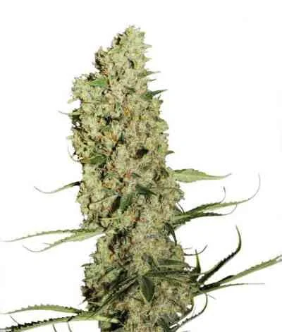 Jorge S Diamonds 2