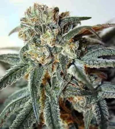 Zombie Kush