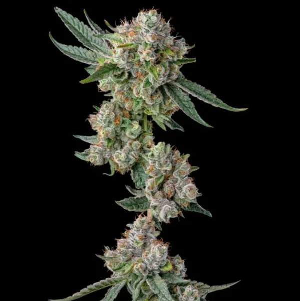 Glue31