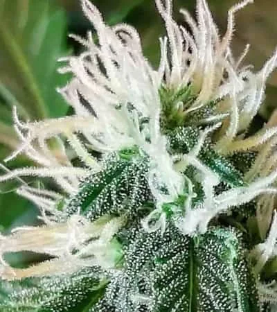 Zkittlez Og 2