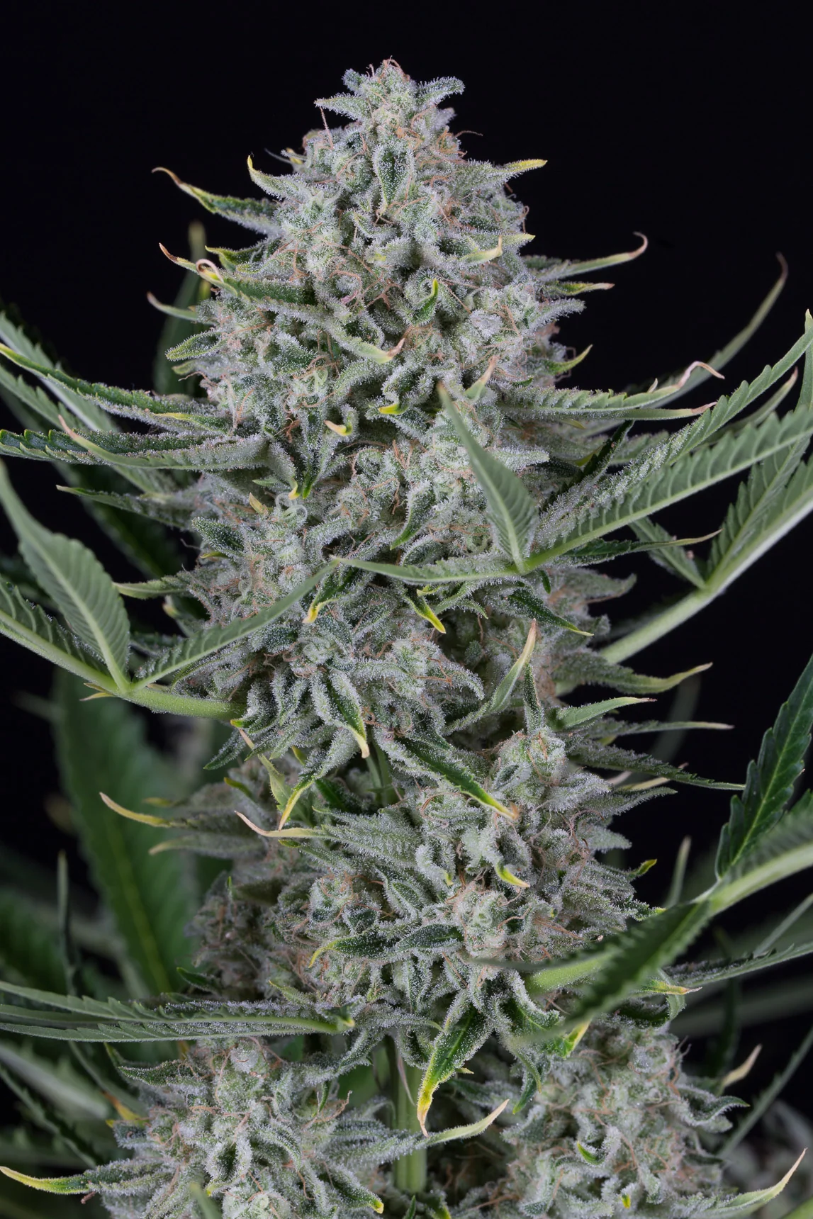 Cookies 4