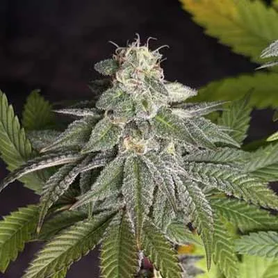 Gorilla Zkittlez 5