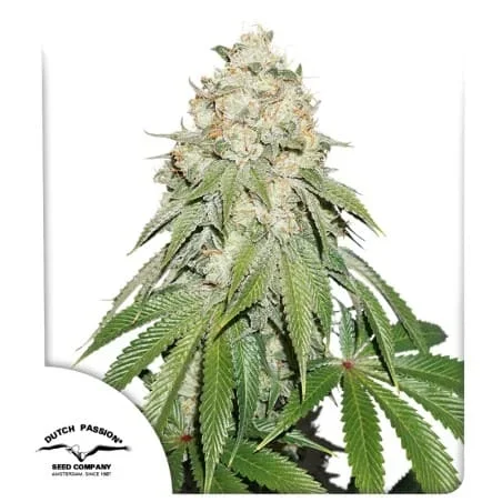Banana Blaze