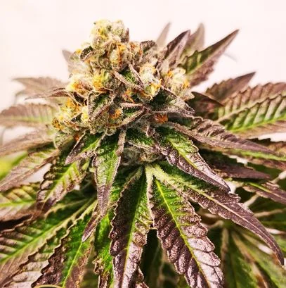 Gelato 2