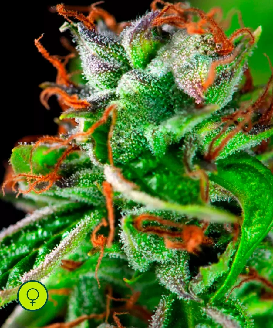 Double Og Haze