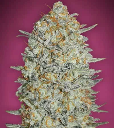 Gelato 33
