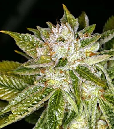 Mk Ultra