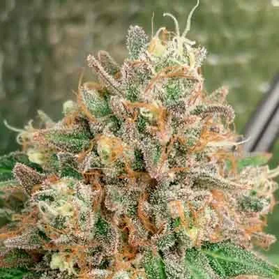 Apple Fritter 5
