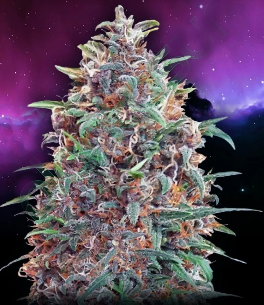Purple Diesel