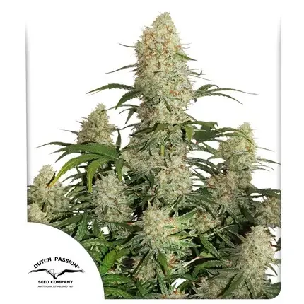 Critical Orange Punch