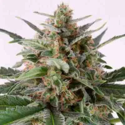 Critical 5
