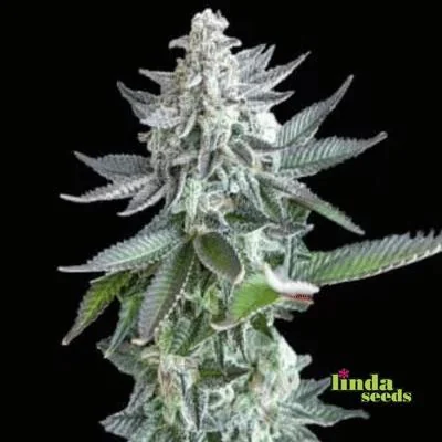 Gelato Zkittlez