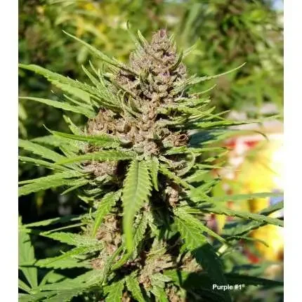 Purple 1 Dutch Passion Fot Com 3