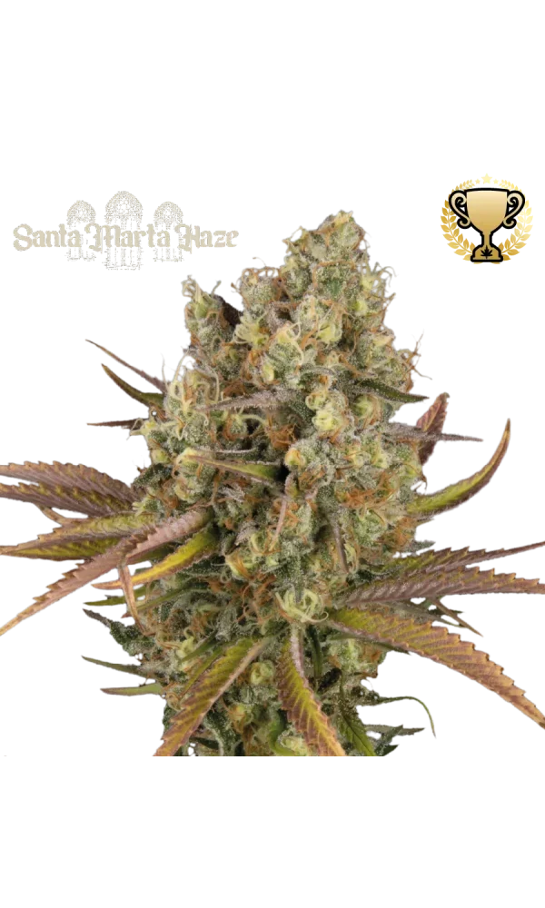 Santa Marta Haze