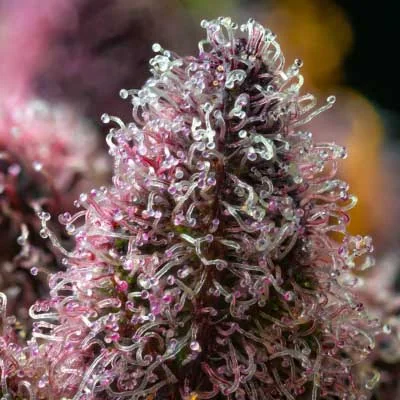 Cherry Poppers 2