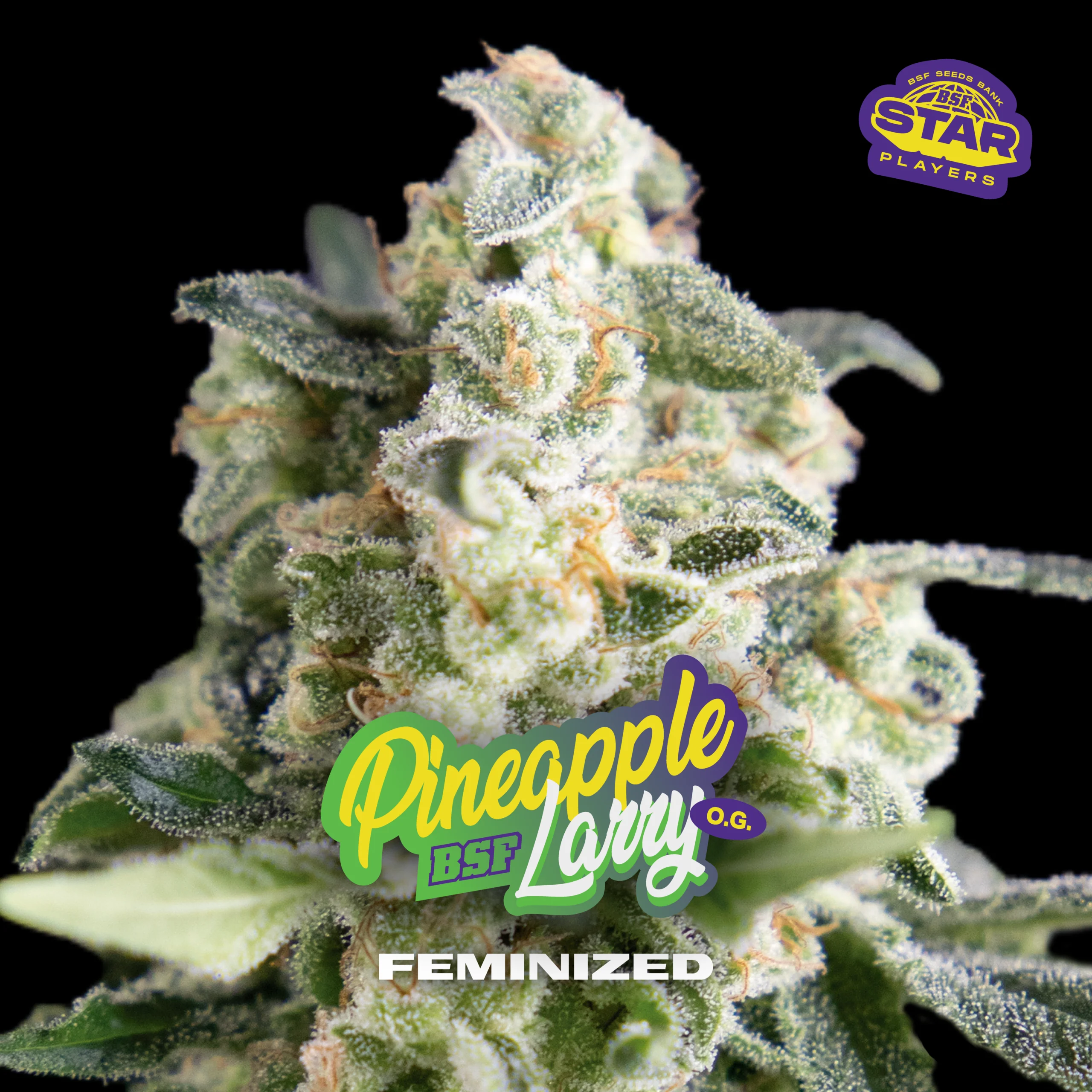 Pineapple Larry Og