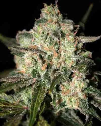 Granddaddy Purple