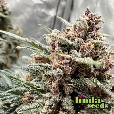 Purple Kush 3