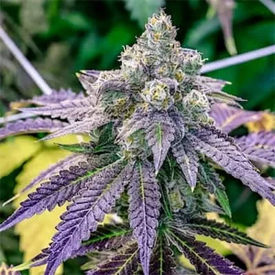 Grape Ape 2