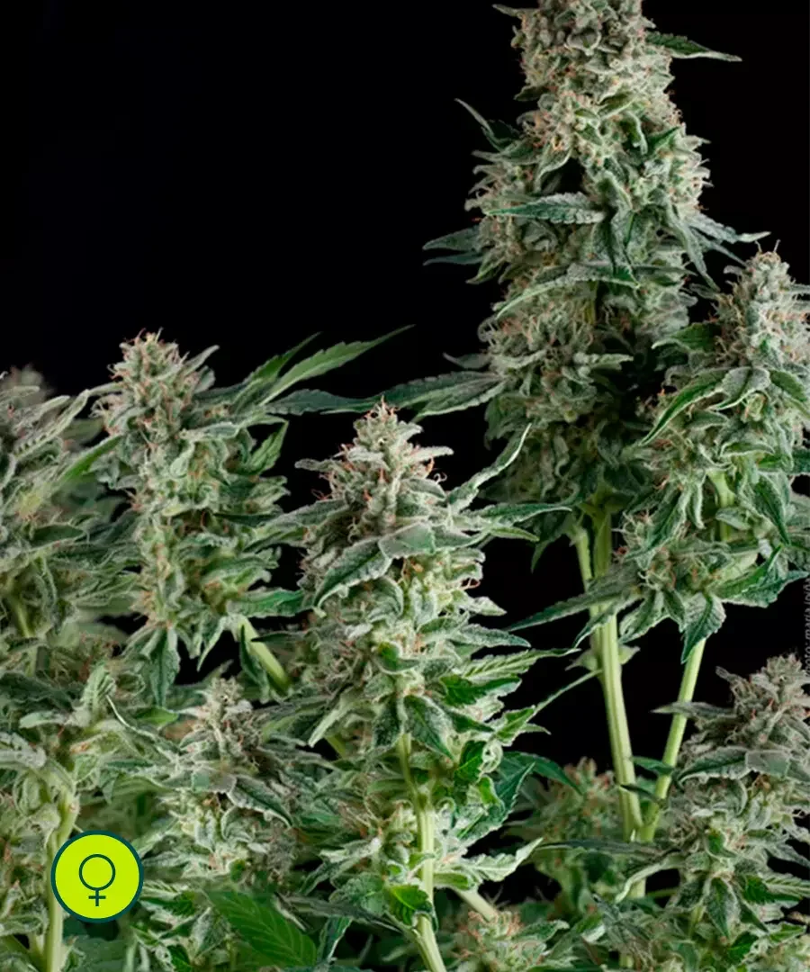 Northern Lights