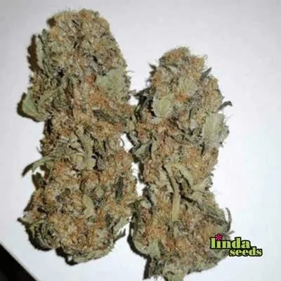 Alien Og 2