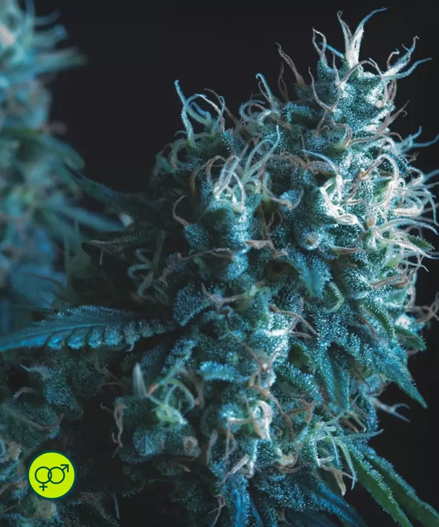 Cookies Kush 3